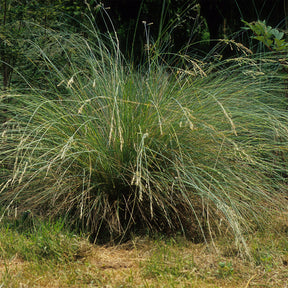 Immergrünes Australien-Rispengras (Poa labillardieri) - Willemse