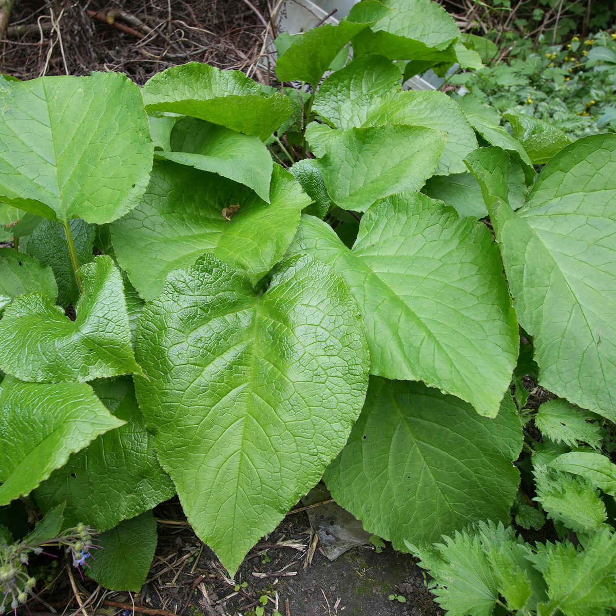 Orientalischer Rauling - Trachystemon orientalis - Willemse