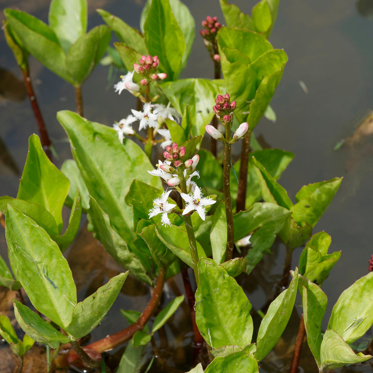 Fieberklee - Menyanthes trifoliata - Willemse