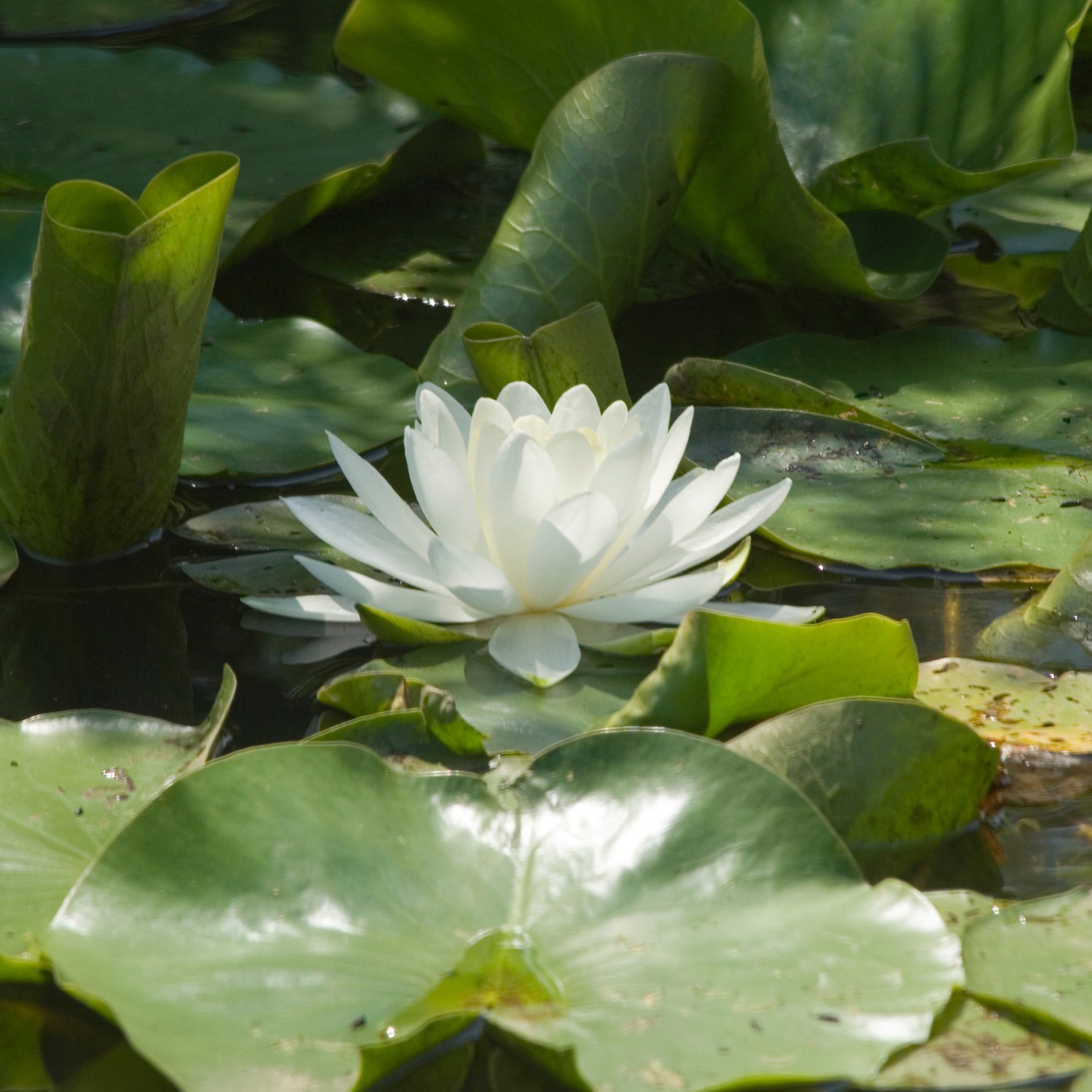 Weiße Seerose - Willemse