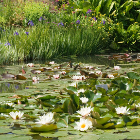 Nymphaea alba - Weiße Seerose - Seerosen