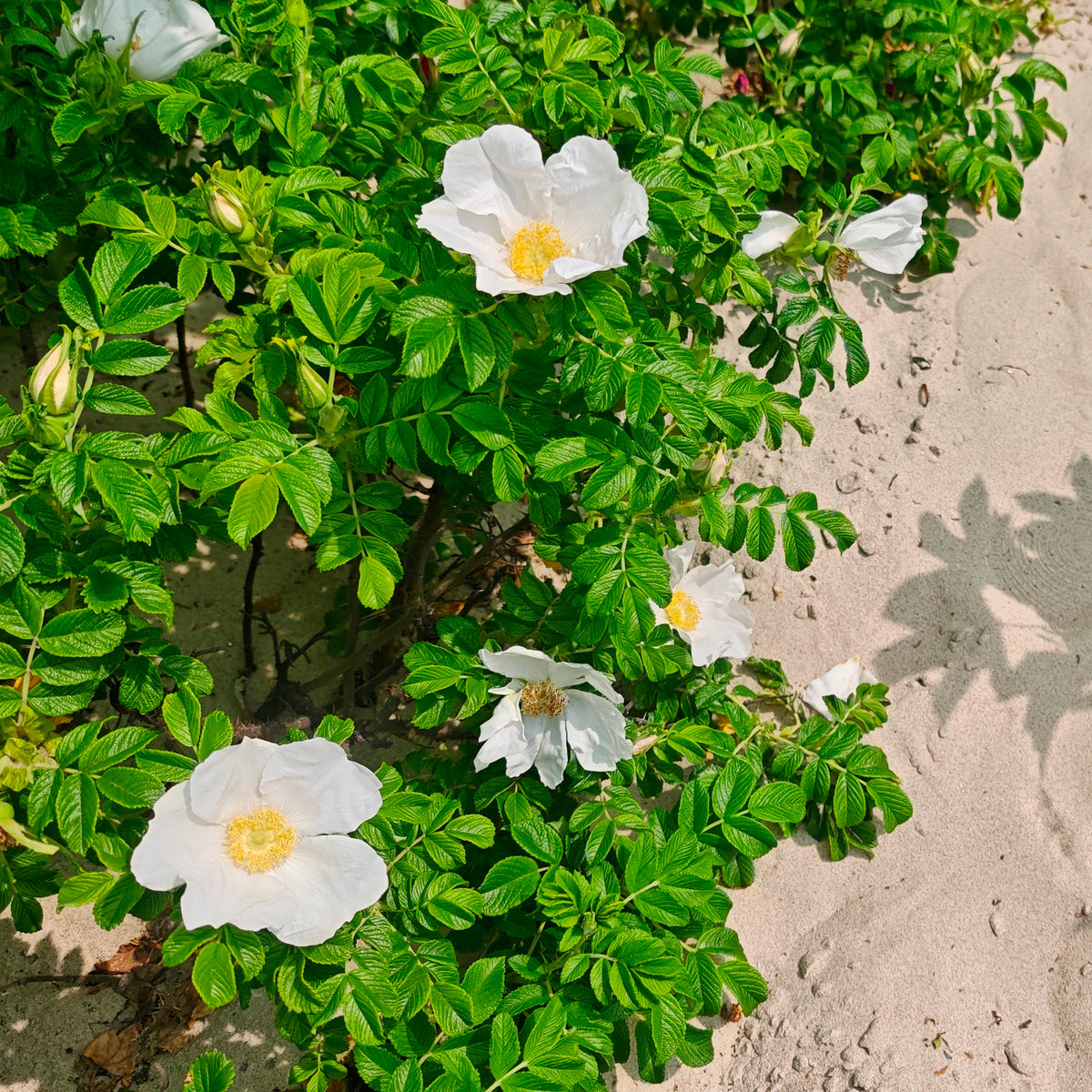 Weiße Apfelrose Alba - Rosa rugosa alba - Willemse