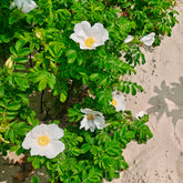 Weiße Apfelrose Alba - Rosa rugosa alba - Willemse