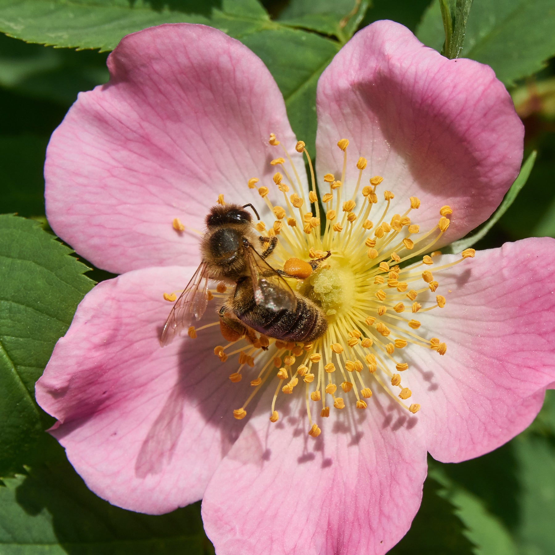 Rosa canina - Hundsrose - Rosen