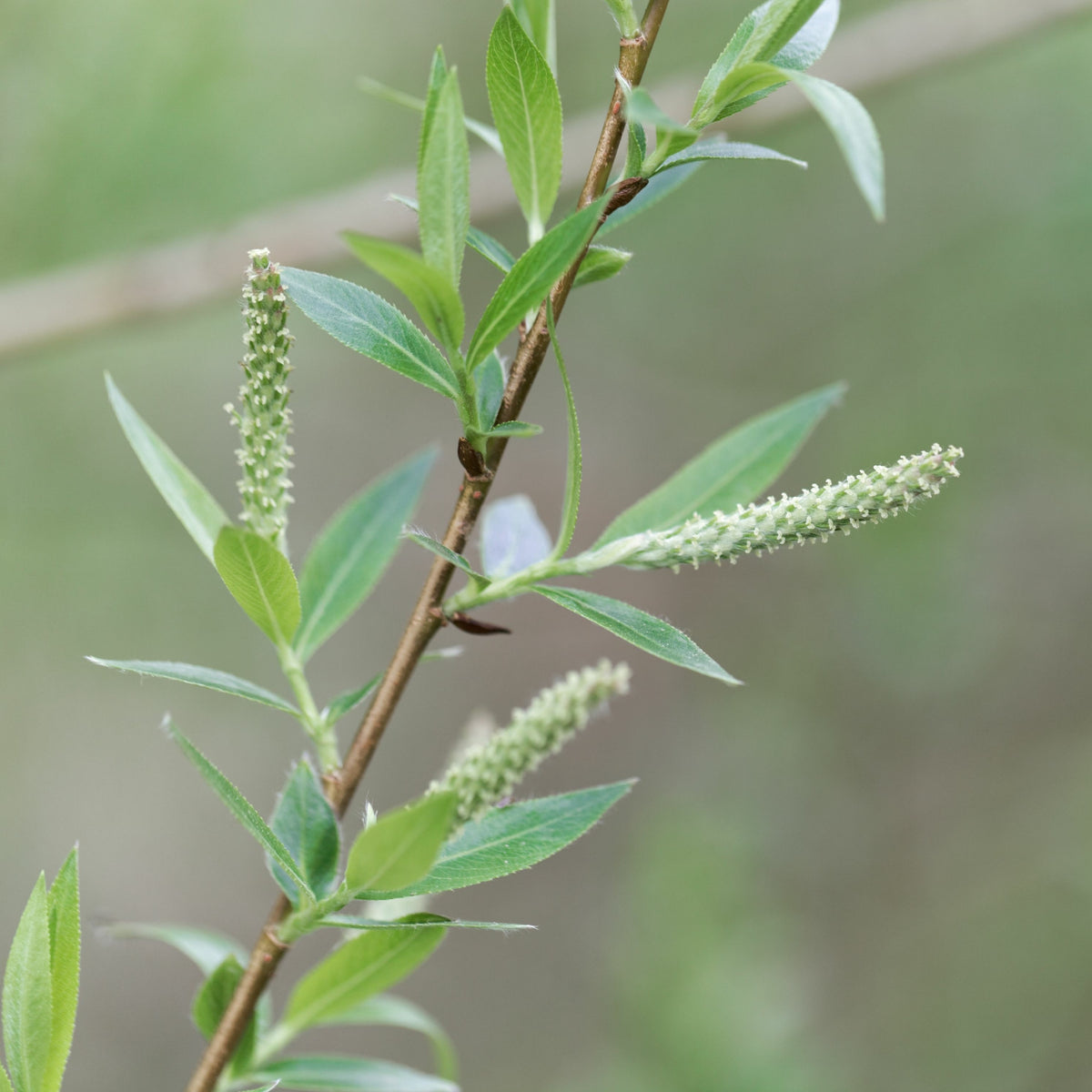 Braune Weide (Salix triandra) - Salix triandra - Willemse