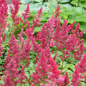 Astilbe - Prachtspiere - Arends Prachtspiere Fanal - Astilbe arendsii Fanal