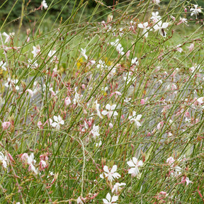 Prachtkerze 'Corrie's Gold' - Willemse
