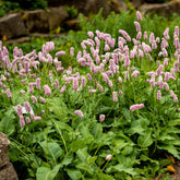 Knöterich Superba - Persicaria bistorta Superba - Willemse