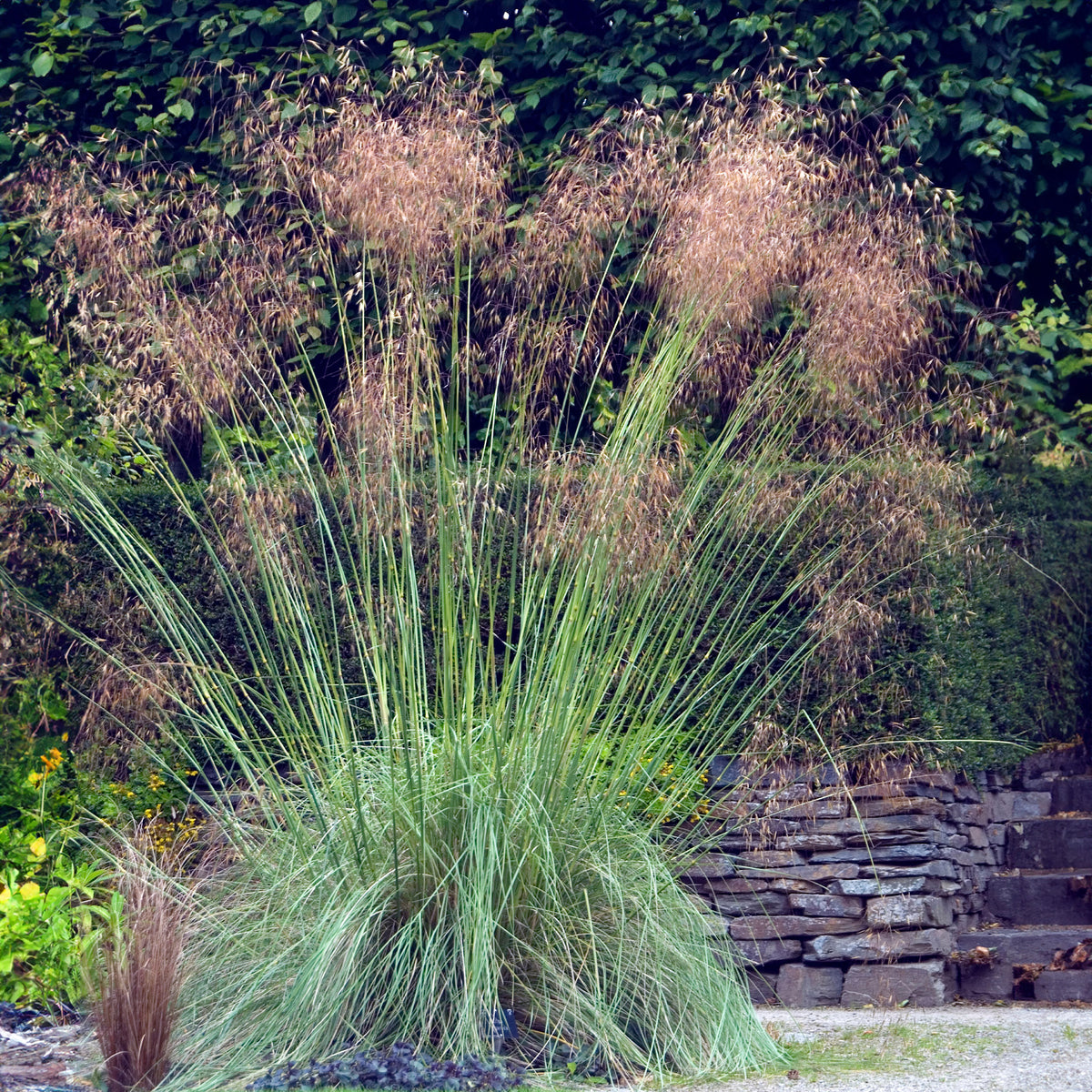 Riesen-Federgras (Stipa gigantea) - Stipa gigantea - Willemse
