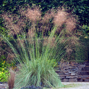 Riesen-Federgras (Stipa gigantea) - Stipa gigantea - Willemse