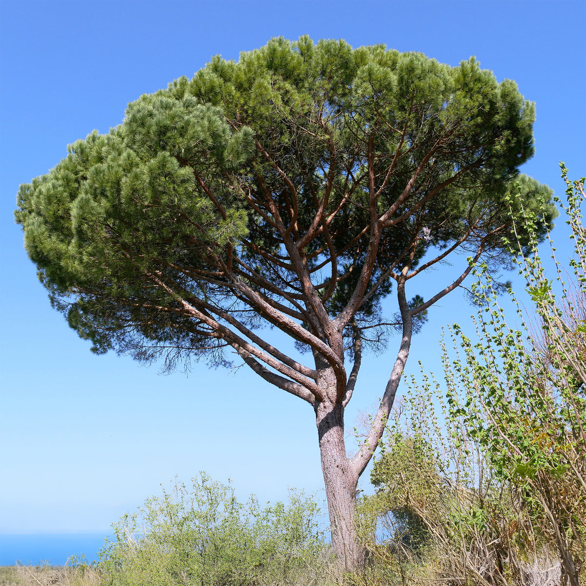 Pinus pinea - Pinie - Kiefer