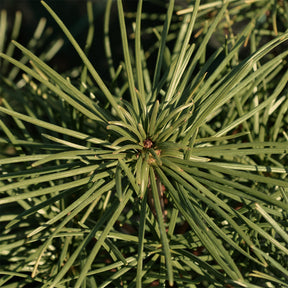 Verkauf Pinie - Pinus pinea