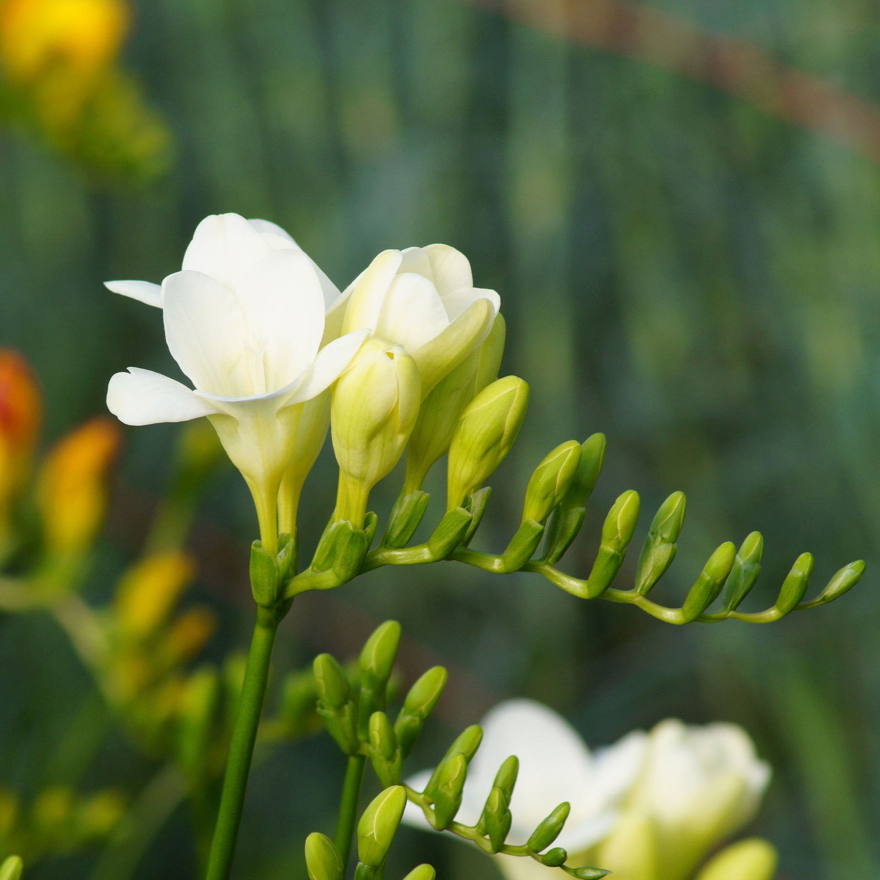 Freesien Weiß (einfach) (x15) - Freesia 'white' - Willemse