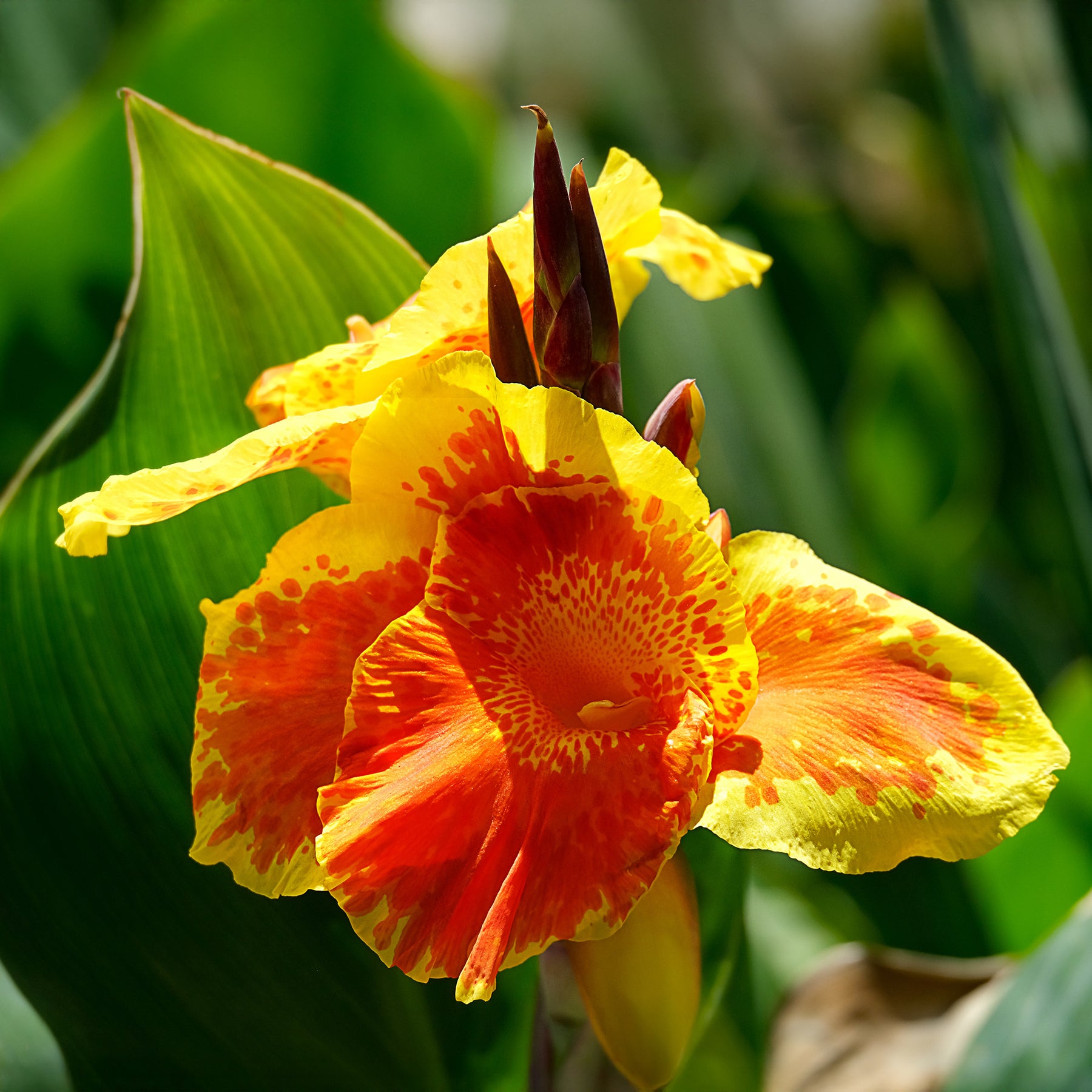 Blumenrohr Tropicanna Gold - Willemse