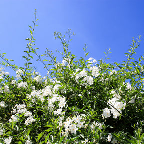 Jasmin-Nachtschatten (Solanum jasminoides) - Solanum jasminoides - Willemse