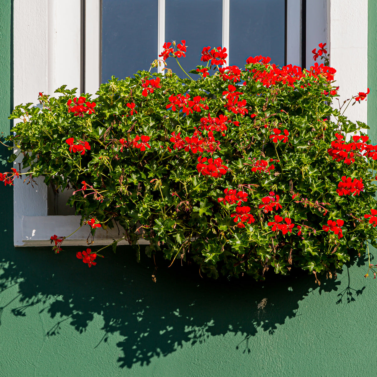 Geranien - Pelargonien - Hängegeranie rot - Pelargonium peltatum