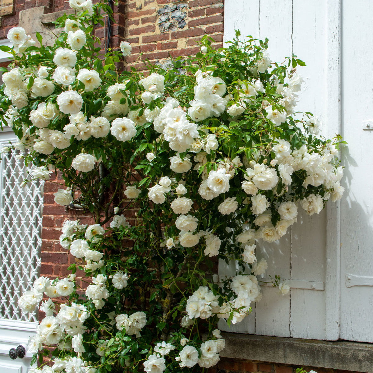 Kletterrose weiß - Willemse