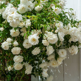 Kletterrose weiß - Rosa - Willemse