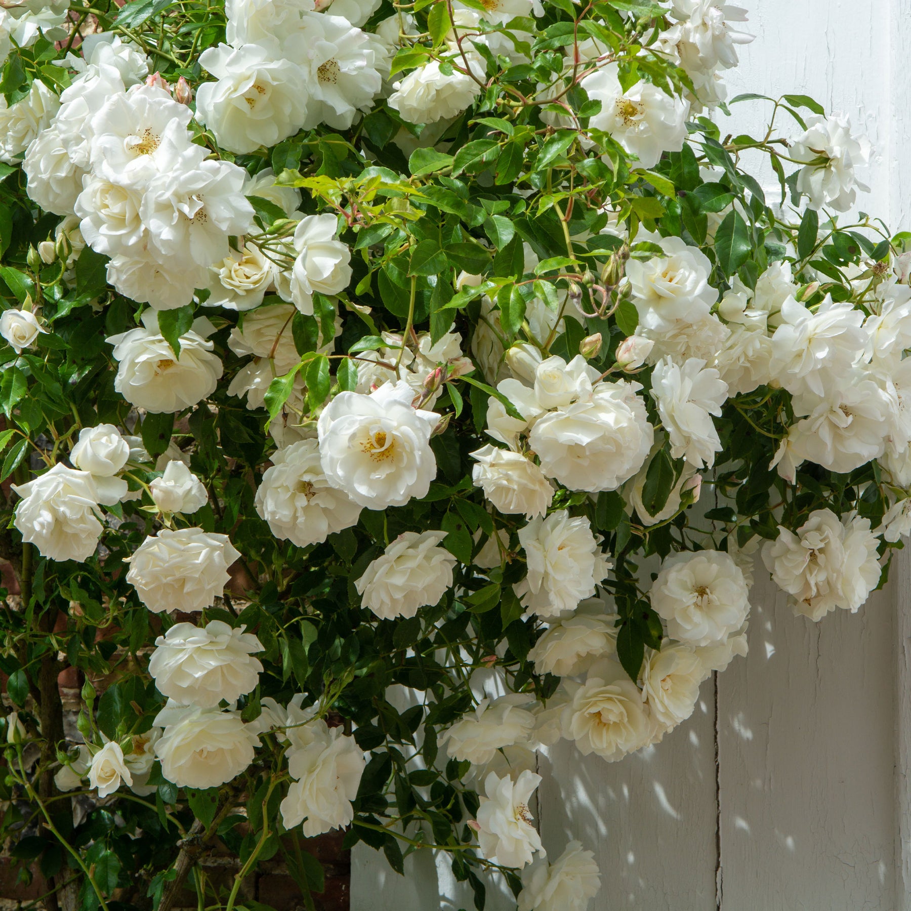 Kletterrose weiß - Rosa - Willemse