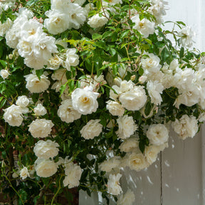 Kletterrose weiß - Rosa - Willemse