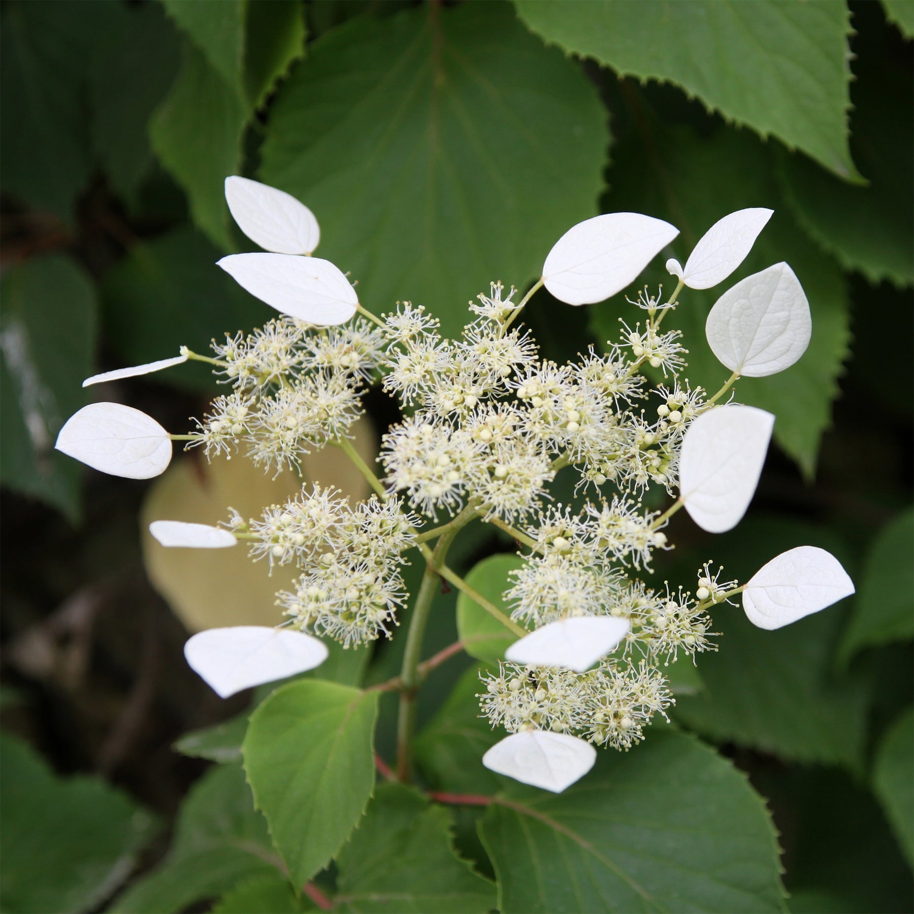Kletterhortensie - Spalthortensie - Schizophragma hydrangeoïdes