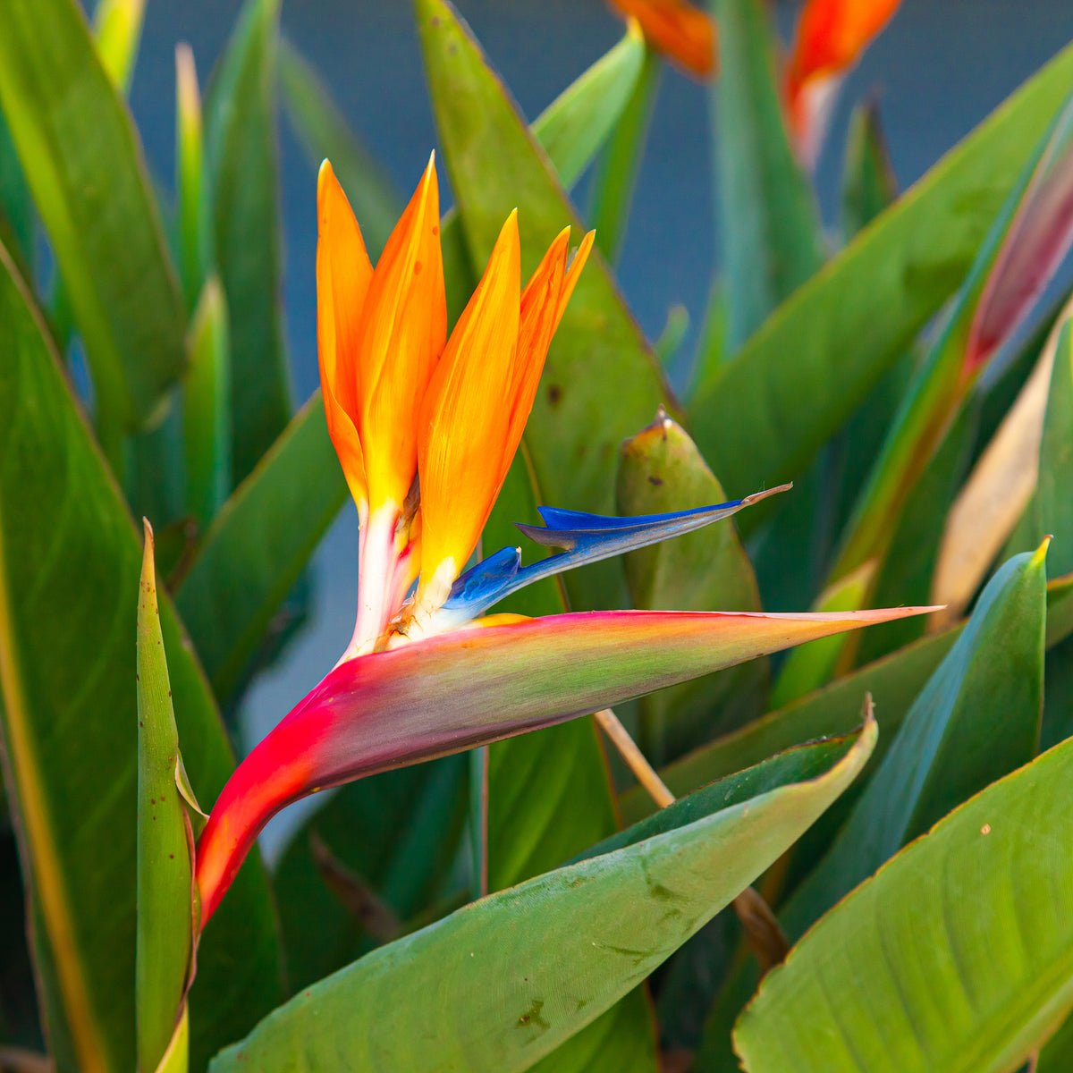 Paradiesvogelblume Strelitzia - Willemse