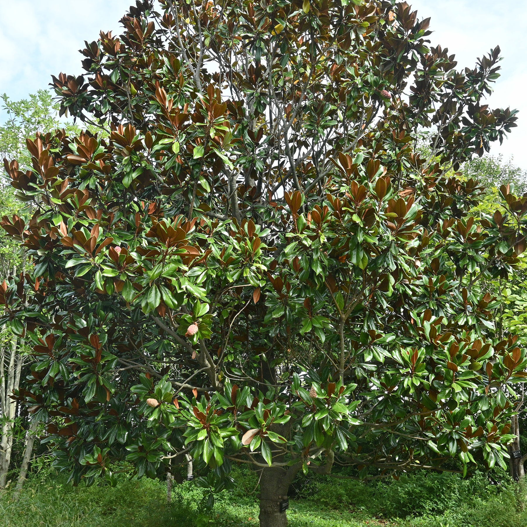 Großblütige Magnolie