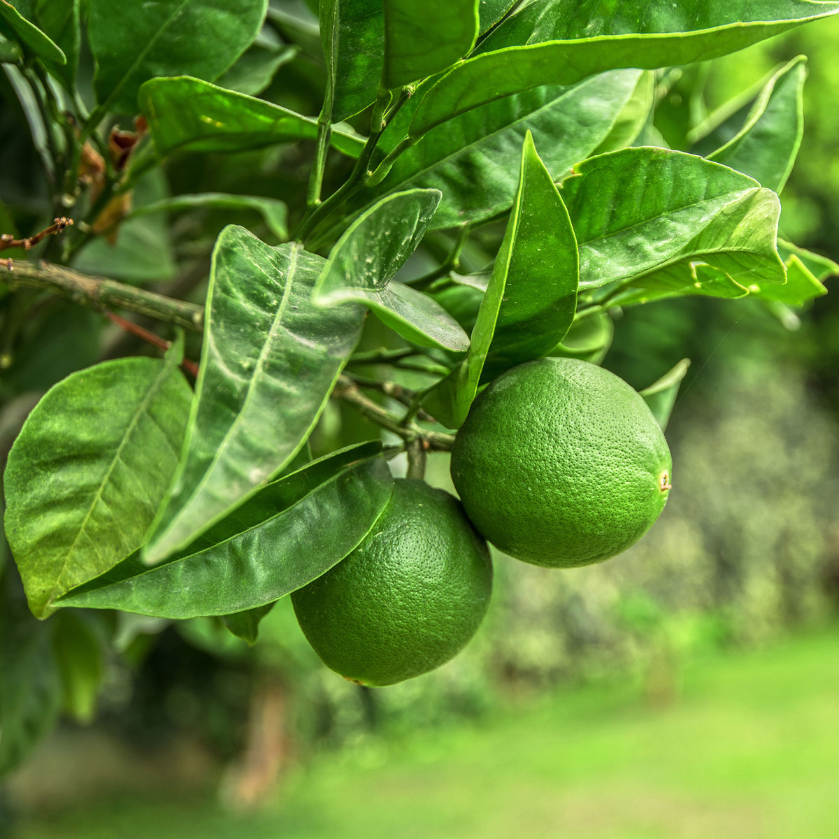 Echte Limette - Citrus aurantifolia - Willemse