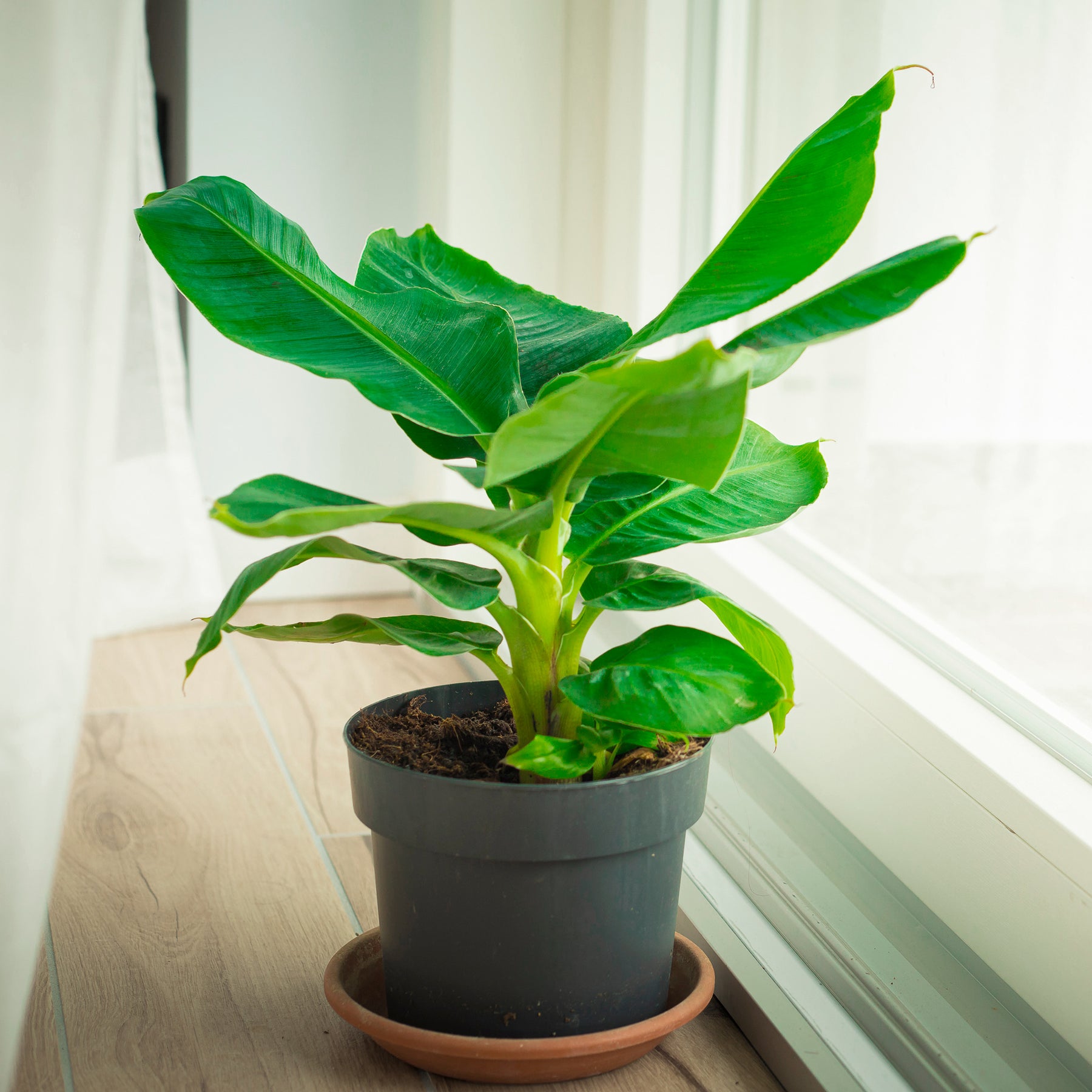 Zwergbanane Dwarf Cavendish - Willemse