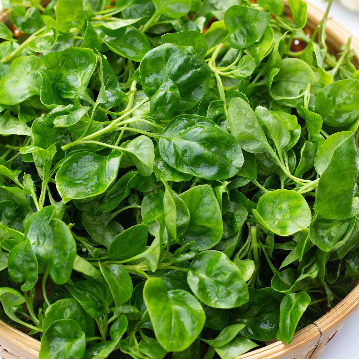 Brunnenkresse - Nasturtium officinale - Willemse