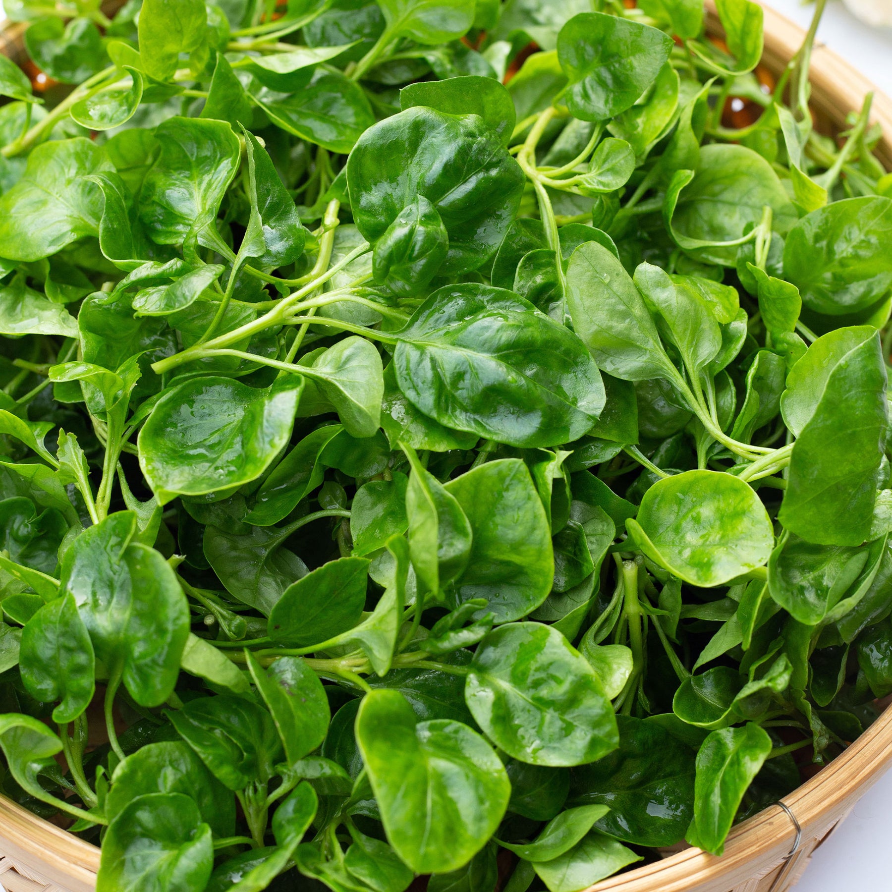 Brunnenkresse - Nasturtium officinale - Willemse