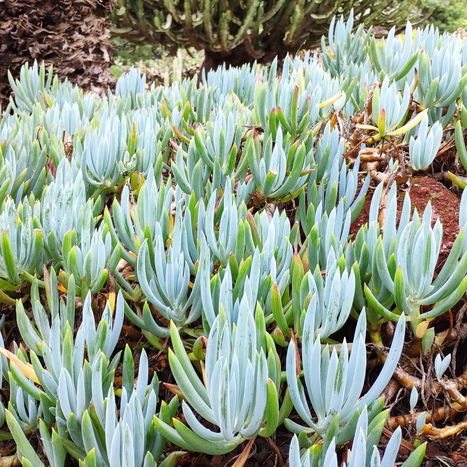 Blaue Strohhalme - Senecio mandraliscae - Willemse