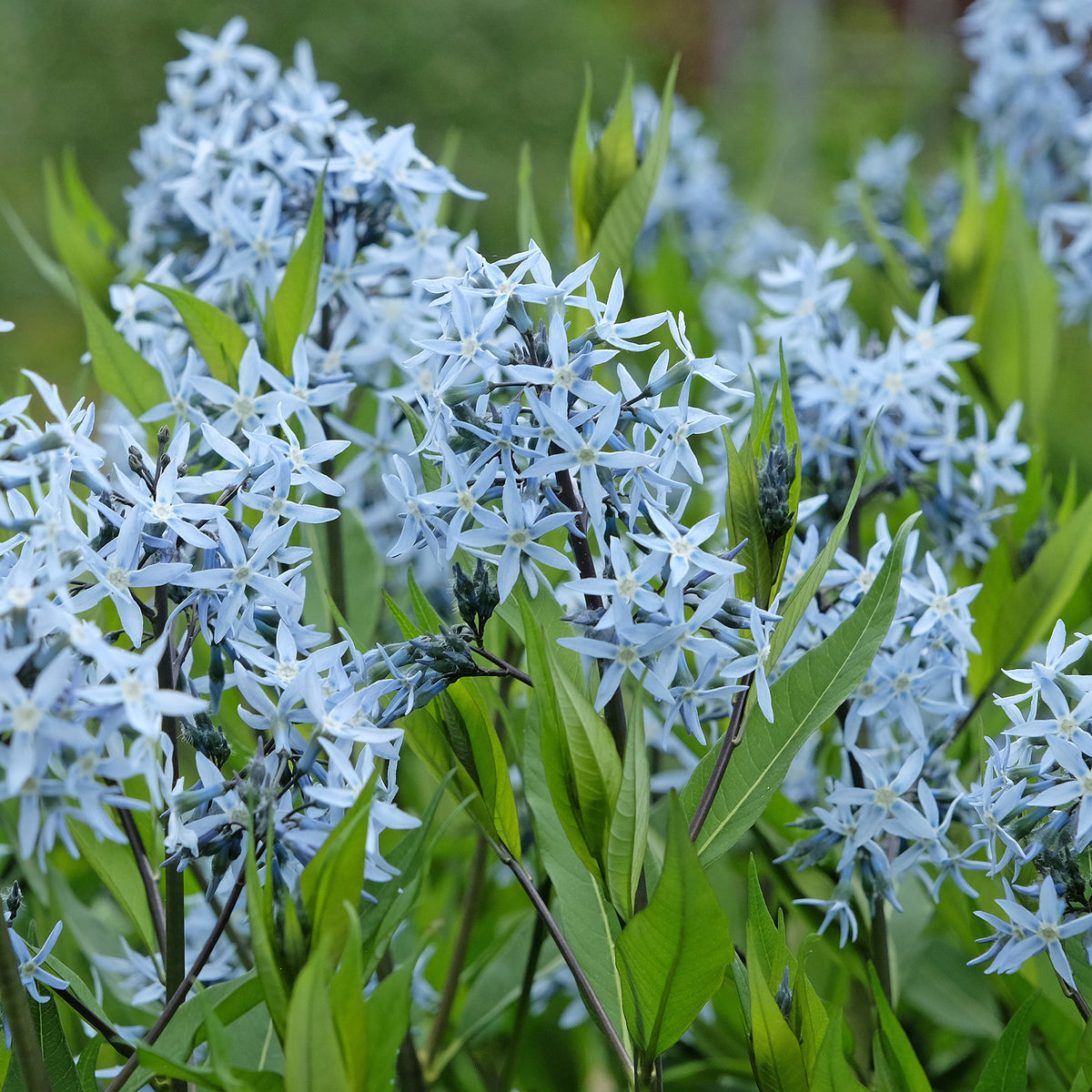 Blaustern-Weideblättrige Amsonie