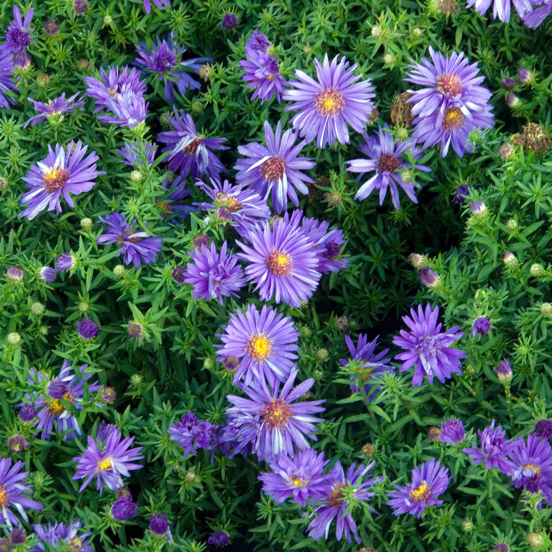 Kissen-Aster 'Augenweide' - Aster dumosus Augenweide - Willemse