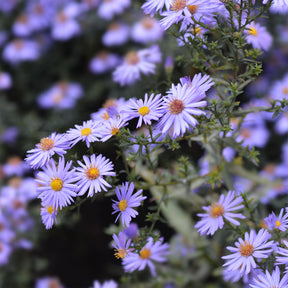Kissen-Aster 'Professor Anton Kippenberg' - Willemse