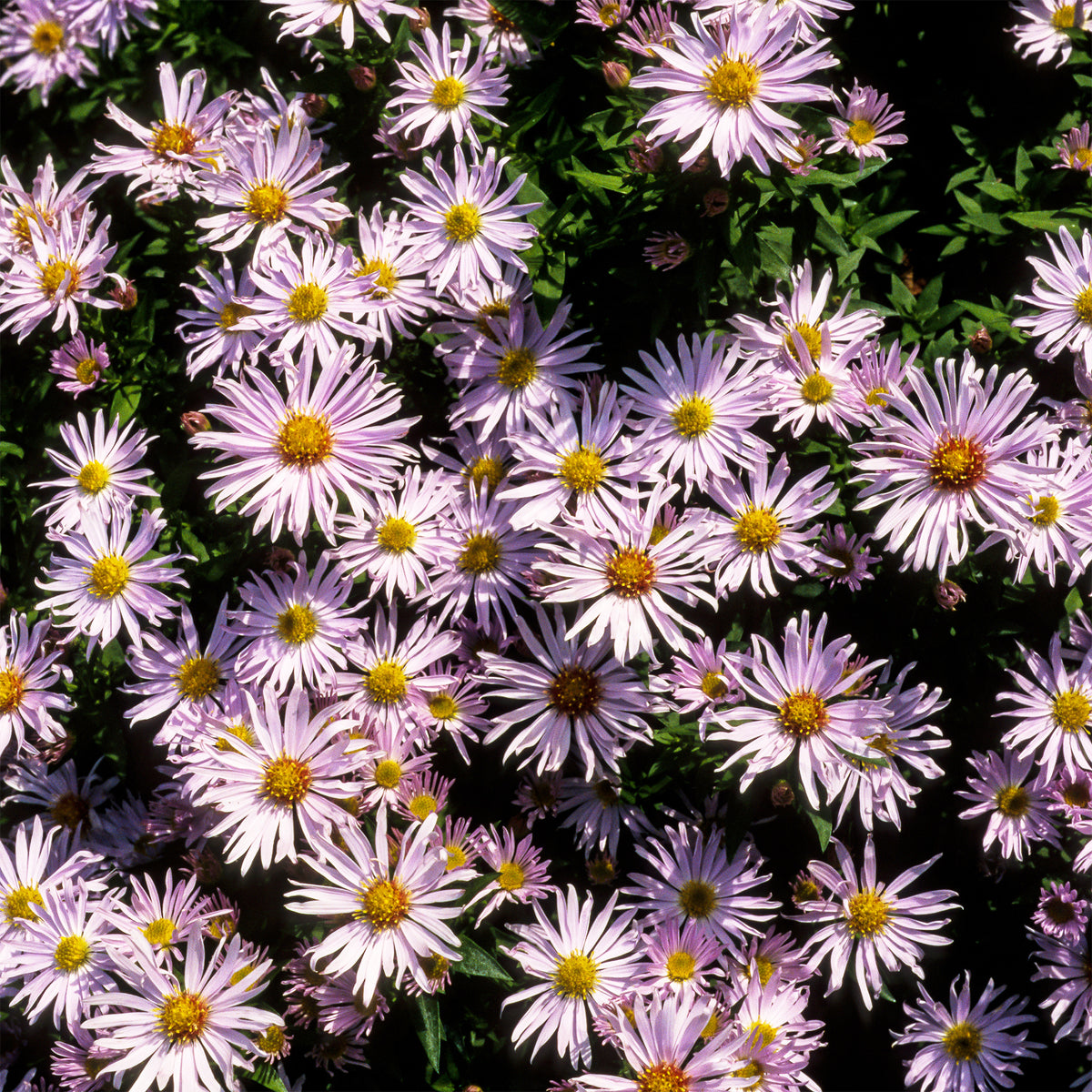 Kissen-Aster 'Silberblaukissen' - Willemse