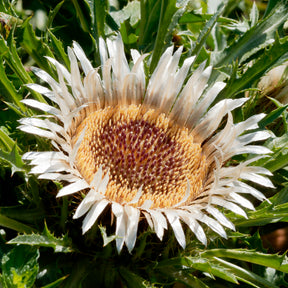 Silberdistel