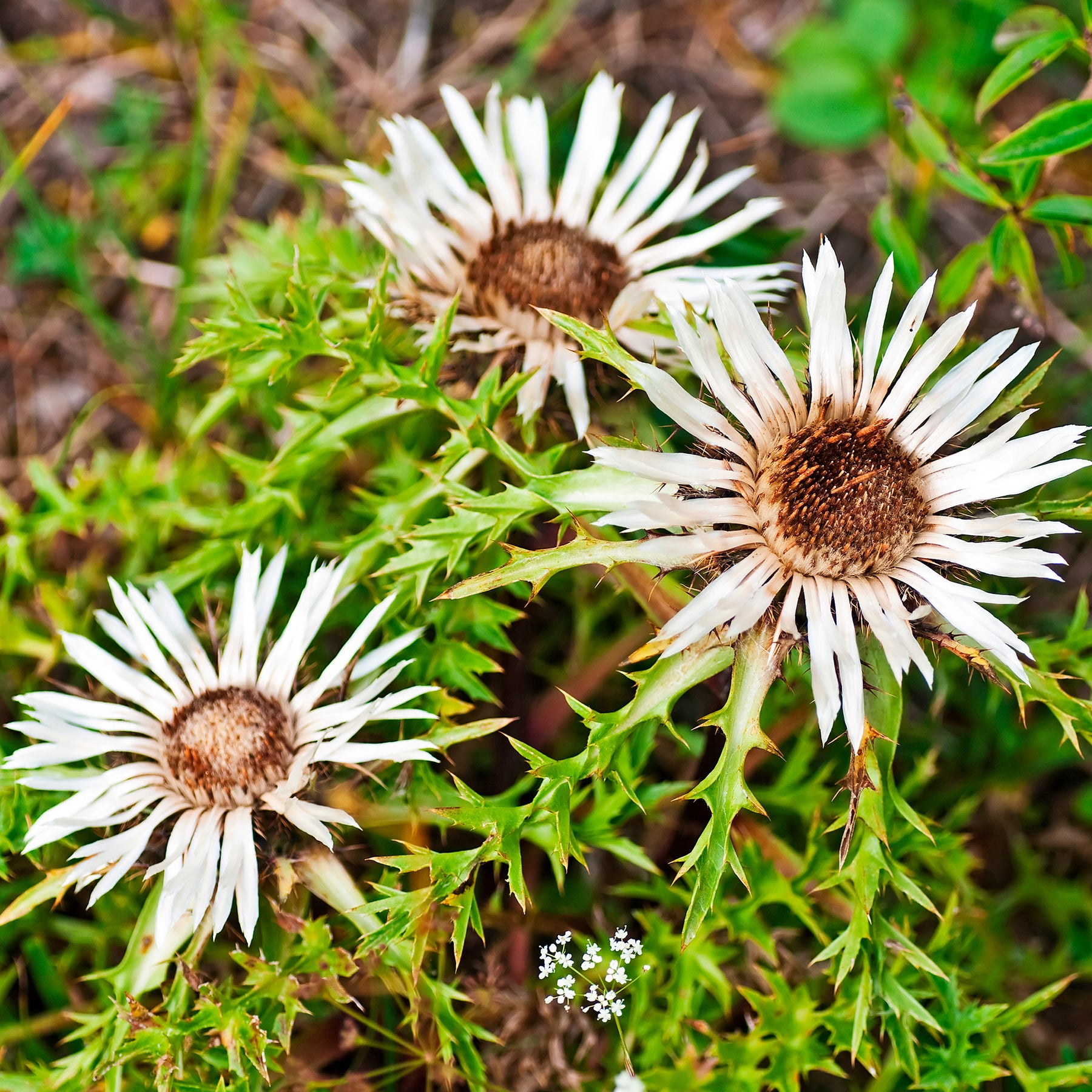 Silberdistel
