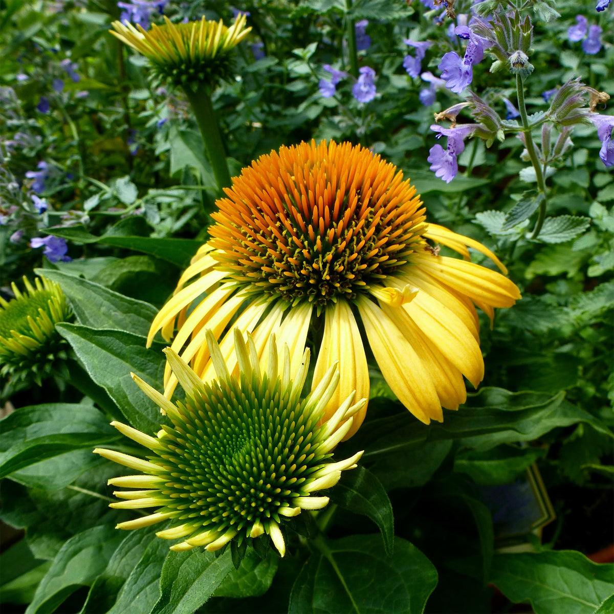 Sonnenhut ‘Harvest Moon’ - Echinacea purpurea Harvest Moon - Willemse