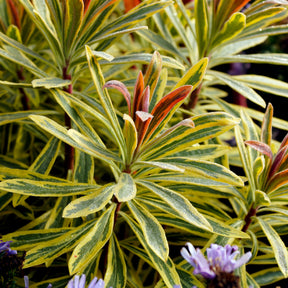 Garten-Wolfsmilch 'Ascot Rainbow' - Euphorbia ascot rainbow - Willemse