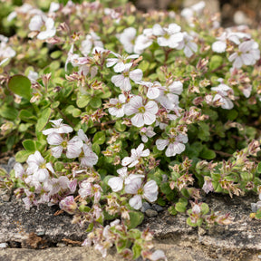 Himalaya-Schleierkraut - Gypsophila - Willemse