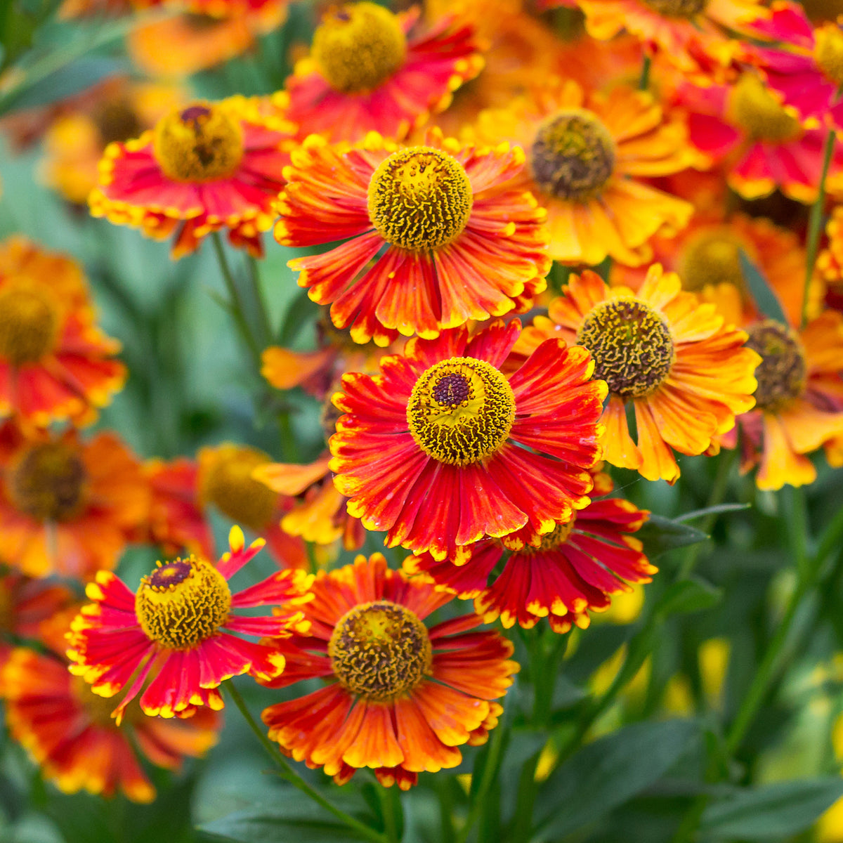 Sonnenbraut 'Poncho' - Helenium poncho - Willemse
