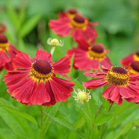 Sonnenbraut 'Red Jewel' - Helenium red jewel - Willemse