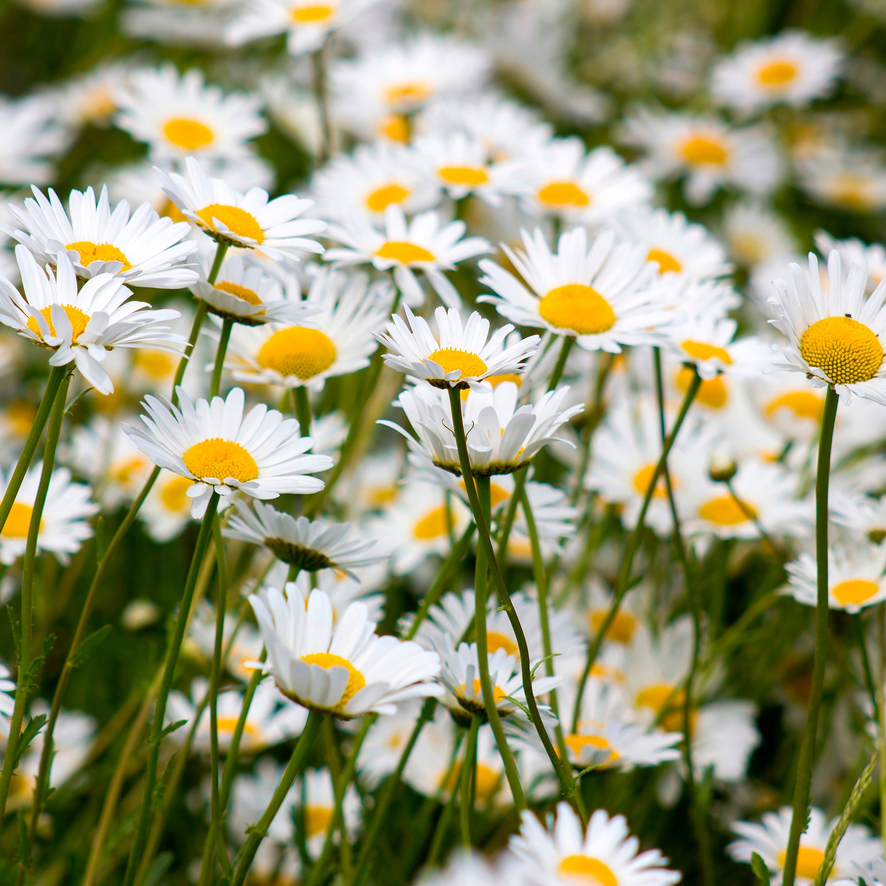 Verkauf Wiesen-Margerite - Leucanthemum vulgare