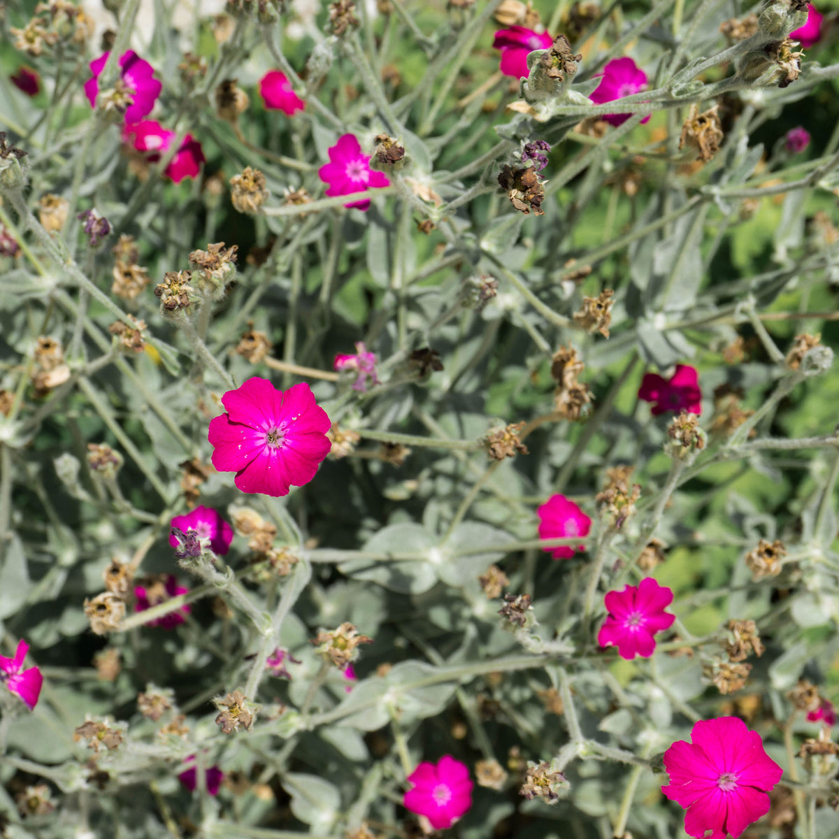 Vexiernelke 'Atrosanguinea' - Lychnis coronaria atrosanguinea - Willemse