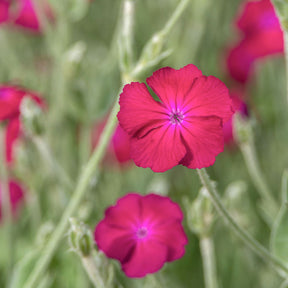 Lychnis coronaria atrosanguinea - Vexiernelke 'Atrosanguinea' - Stauden