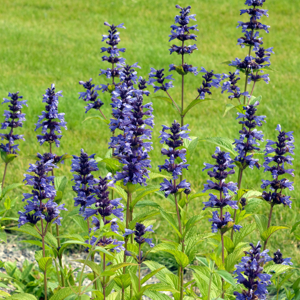 Kaukasische Katzenminze - Nepeta kubanica - Willemse