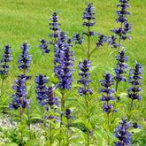 Kaukasische Katzenminze - Nepeta kubanica - Willemse