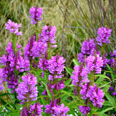 Gelenkblume Vivid - Physostegia virginiana Vivid - Willemse