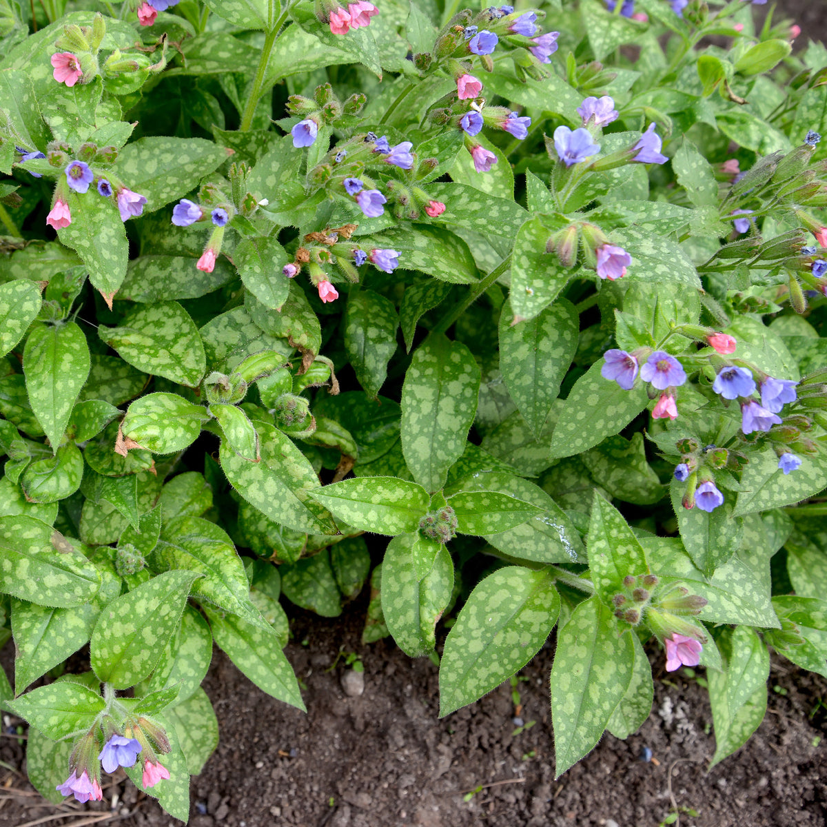 Lungenkraut 'Mrs Moon' - Pulmonaria saccharata mrs moon - Willemse